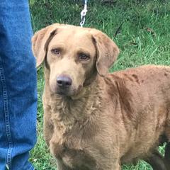 Weather - Chesapeake Bay Retriever