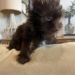 CKC Mocha Rose - Chocolate, tan and white female Yorkshire Terrier puppy in Calhoun, Georgia from Peach State Yorkies