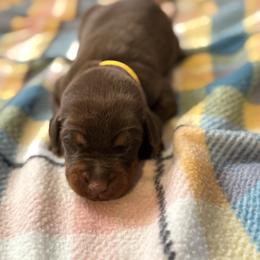 Yellow Collar - Red and rust male Doberman Pinscher puppy in Lake City, Florida from Paintedcrazy Doberman Pinchers