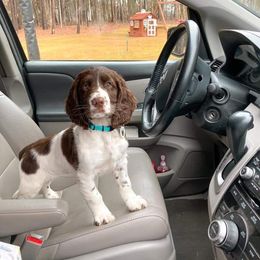 English Springer Spaniel Puppies from South Fork Springers