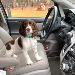 English Springer Spaniel Puppies from South Fork Springers