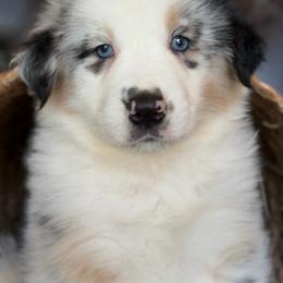 Riggs-has tail-many videos - Blue merle male Australian Shepherd puppy in Troy, South Carolina from Australian Shepherds of 3/W Farms