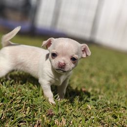 Bunny - Cream and white female Chihuahua puppy in Gray, Louisiana from Chi Chi's Place LLC