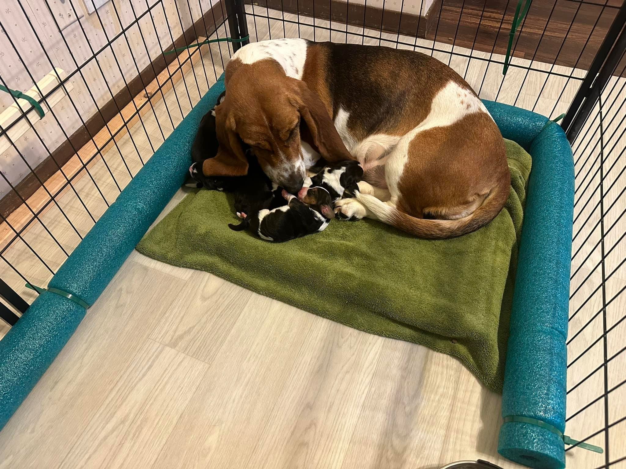Sonne Day Basset Hounds in Nebraska Basset Hound puppies Good Dog