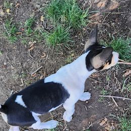 Rat Terrier Puppies from KIMBERLEE NILES