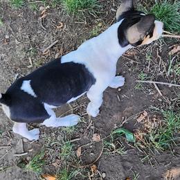Rat Terrier Puppies from KIMBERLEE NILES