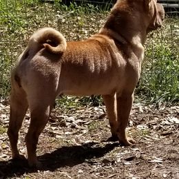 Chinese Shar-Pei Puppies from Iron Lotus Kennels