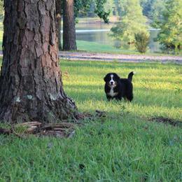 Bernese Mountain Dog Puppies from Dogwood Creek Bernese
