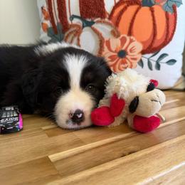 Black Tri BP3 - Black tri male Miniature American Shepherd puppy in Polo, Missouri from Fuzzbottom Miniature American Shepherd
