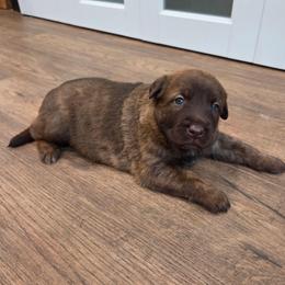 Moana (Liver dutchie female) - Gold brindle female Dutch Shepherd puppy in Signal Mountain, Tennessee from Torgun Police Dogs