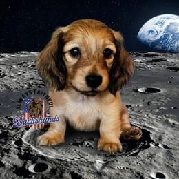 AFDs Oliver - Cream male Dachshund puppy in Waverly, Ohio from Always Faithful Dachshunds