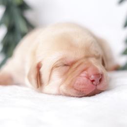 Labrador Retriever Puppies from AGL Retrievers