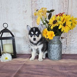 Rambo - Black and white male Pomsky puppy in Arthur, Illinois from Peace Road Puppies