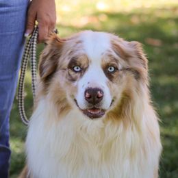 Buck - Australian Shepherd