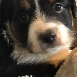 Miniature American Shepherds and Miniature Australian Shepherds from IGY6 Aussies