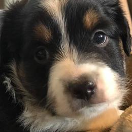 Miniature American Shepherds and Miniature Australian Shepherds from IGY6 Aussies