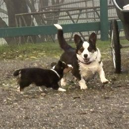 Cardigan Welsh Corgi Puppies from Fairy Tail Cardigan Welsh Corgi's