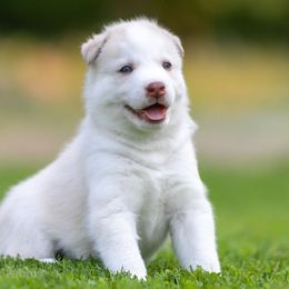 Siberian Husky Puppies from Lilbearshuskies