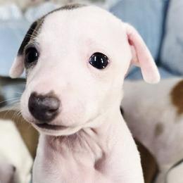 Pagent Material - White female Italian Greyhound puppy in Cadwell, Georgia from All The DoDa Day Italian Greyhounds
