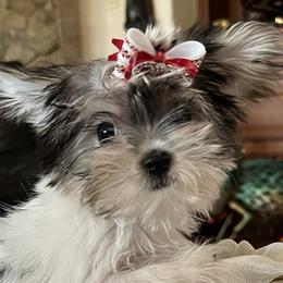 Yorkshire Terriers from Blueberry Brook