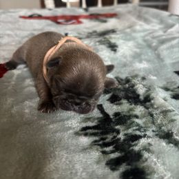 Lilly - Blue fawn female French Bulldog puppy in Alabama from Southern Bulldogs