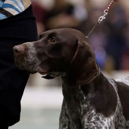 German Shorthaired Pointers from I Just B GSP's