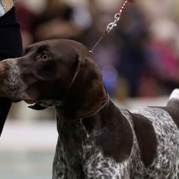 German Shorthaired Pointers from I Just B GSP's