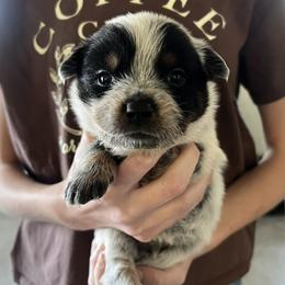 Boy 1 - Blue male Australian Cattle Dog puppy in Irvington, Kentucky from Dry Valley’s Australian Cattle Dogs