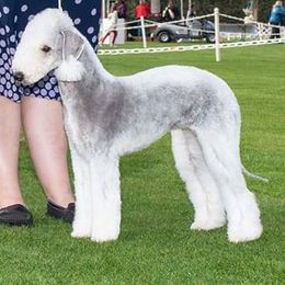Bedlington Terriers from Brokenstone Bedlingtons