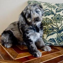 Sakari ( previously Artemisia) - Blue merle female Aussiedoodle puppy in Davie, Florida from Miami Mini Doodles