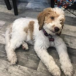 Goldendoodle Puppies from Bourbon and Lace Doodles LLC
