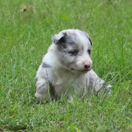 Boy 3 - Blue merle male Border Collie puppy in Tiskilwa, Illinois from First Harmony Farms