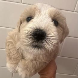 Magnus - Wheaten male Miniature Schnauzer puppy in Grayson, Kentucky from Seventh Heaven Schnauzers