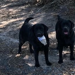Labrador Retrievers from Beckwith Creek Labradors