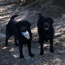 Labrador Retrievers from Beckwith Creek Labradors