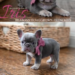 Iris - Tricolors female French Bulldog puppy in Blue Ridge, Texas from Beason’s HomeGrown Frenchies