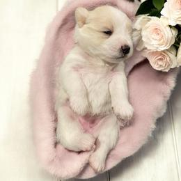 Purple Collar Female - White female Miniature Schnauzer puppy in Sacramento, California from Hardcastle Family Schnauzer’s