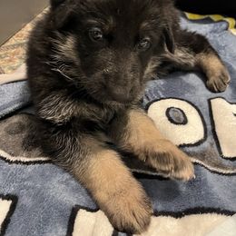 Girl 3 - Black and tan German Shepherd puppy in Shelton, Washington from K&L Kennels