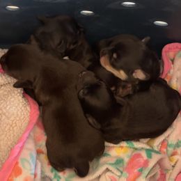 Miniature Schnauzer puppies from Devon Dunlap