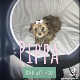 Yorkshire Terrier Puppies from Empire Yorkies