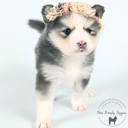 Lainey - Wolf sable female Pomsky puppy in Menahga, Minnesota from Mini Pomsky Puppies