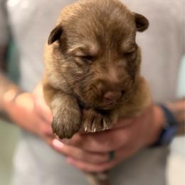 Grey Boy - Liver male German Shepherd puppy in Tipp City, Ohio from Urekar Haus