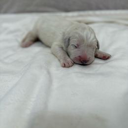 Dark Brown Collar - White male Great Pyrenees puppy in Tehachapi, California from Country Oaks Farm