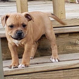 Bull Terrier and Staffordshire Bull Terrier Puppies from Courstaff Staffords