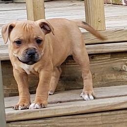 Bull Terrier and Staffordshire Bull Terrier Puppies from Courstaff Staffords