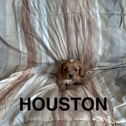 Houston - Red male Cavapoo puppy in Sherwood, Michigan from Patrick's Puppies