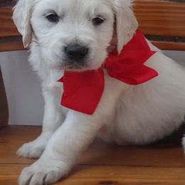 Goldendoodle and Golden Retriever Puppies from Carolina Goldendoodle