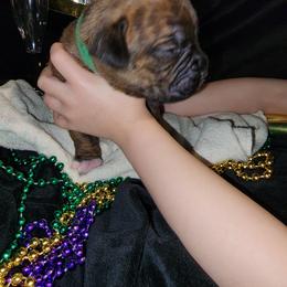 Boxer Puppies from Andrus Family Boxers
