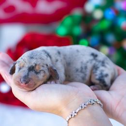 Tazz - Dapple male Dachshund puppy in Fort Myers, Florida from Blossom Paws