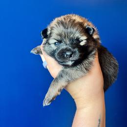 Girl 2 - Chocolate sable female Pomeranian puppy in Hernando, Mississippi from The Pom Squad